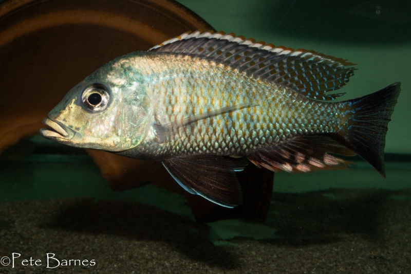 Lethrinops chilingali 'Lake Chilingali'